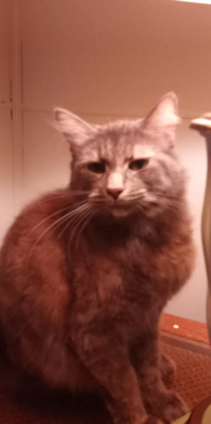 Lost cat in Vicksburg, MI, 49097