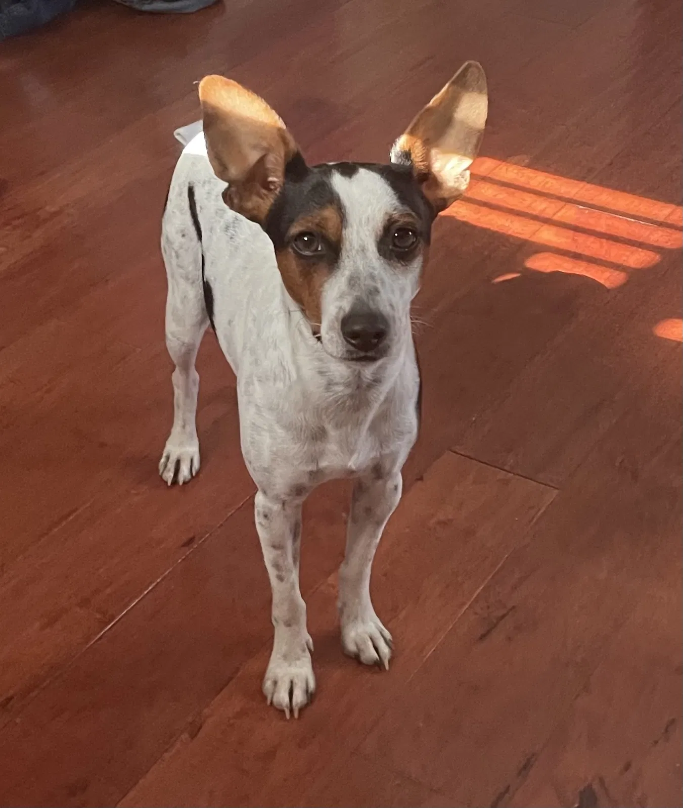 Lost dog in Miami, FL, 33196
