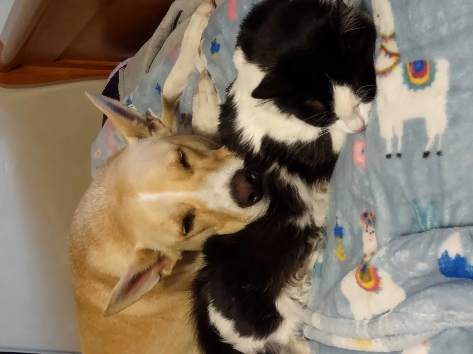 Lost dog in Citrus Heights, CA, 95621
