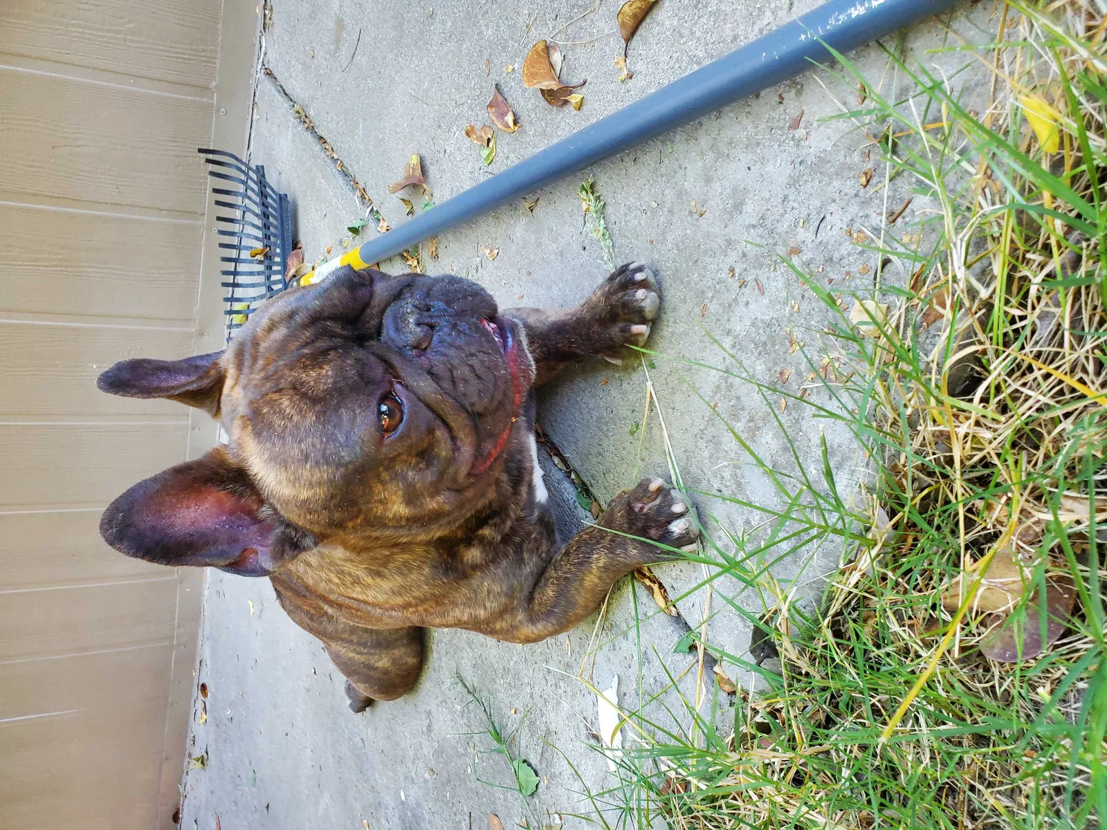 Lost dog in Sacramento, CA, 95824