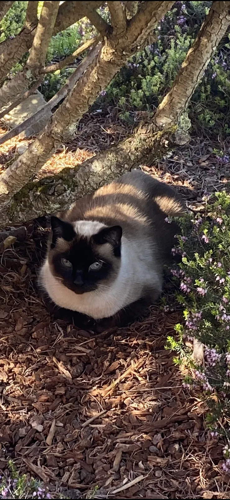 Lost cat in Federal Way, WA, 98023