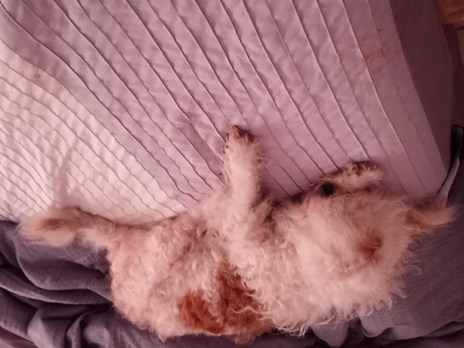 Lost dog in Tampa, FL, 33612