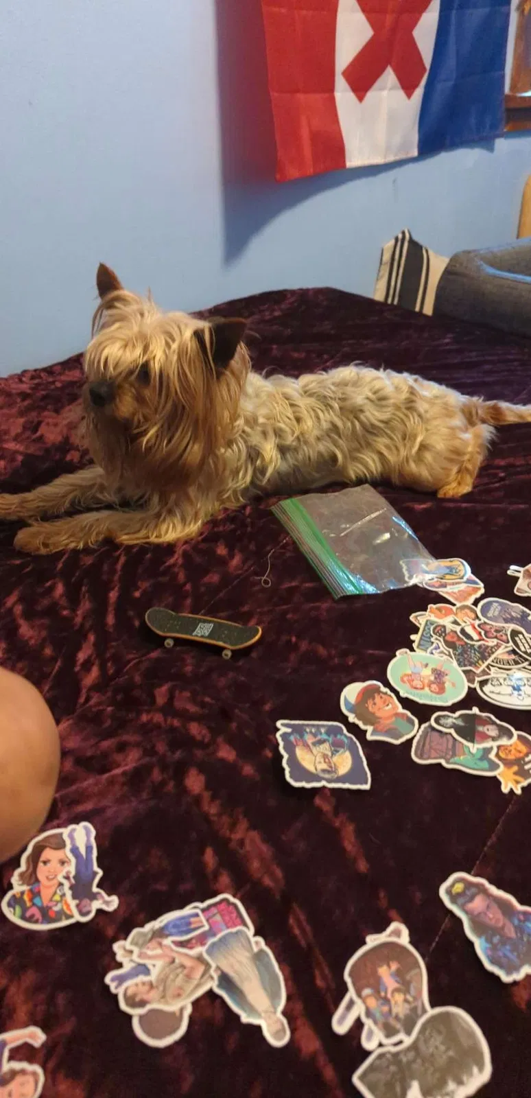 Lost dog in Whiting, IN, 46394