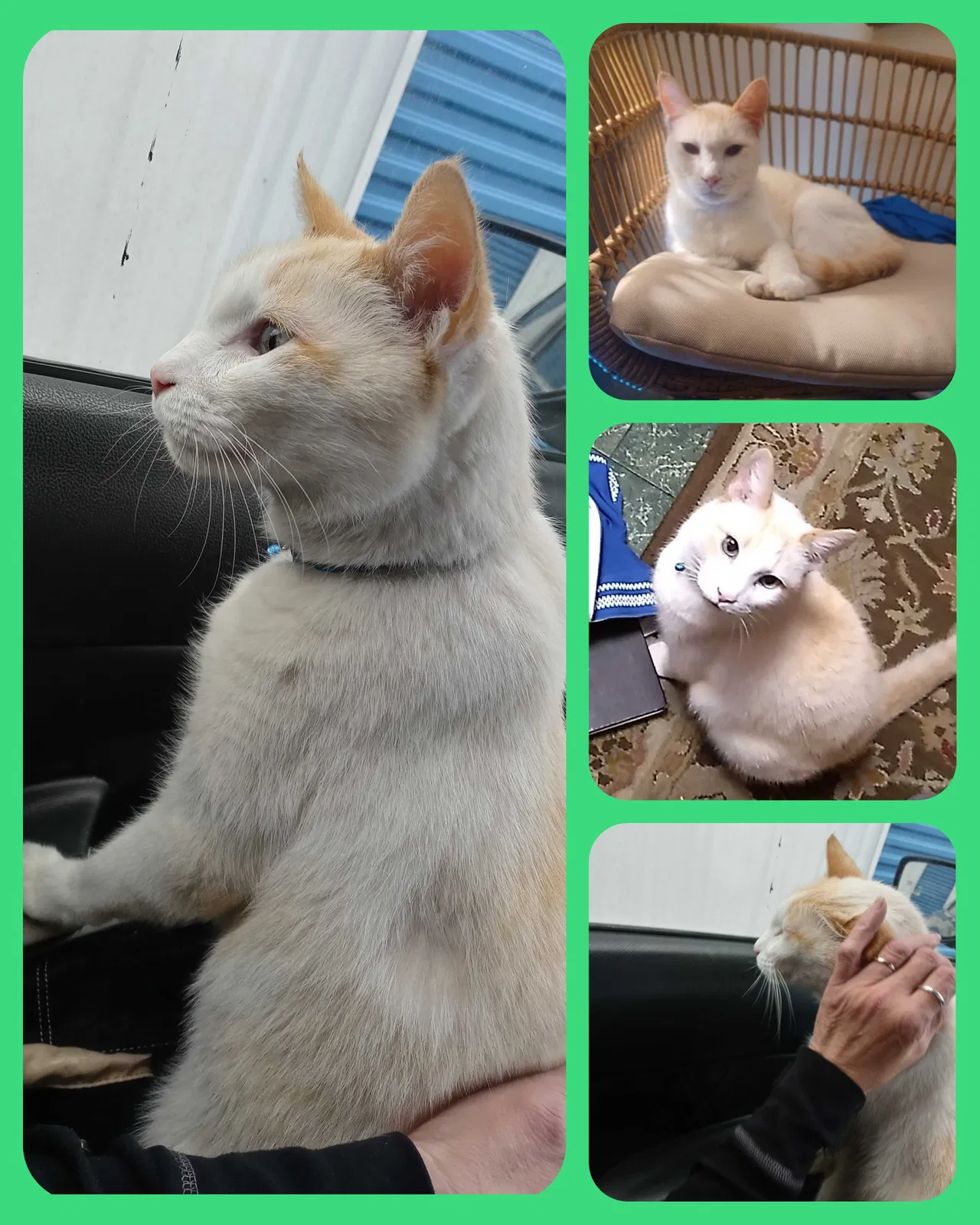 Lost cat in Gadsden, AL, 35901