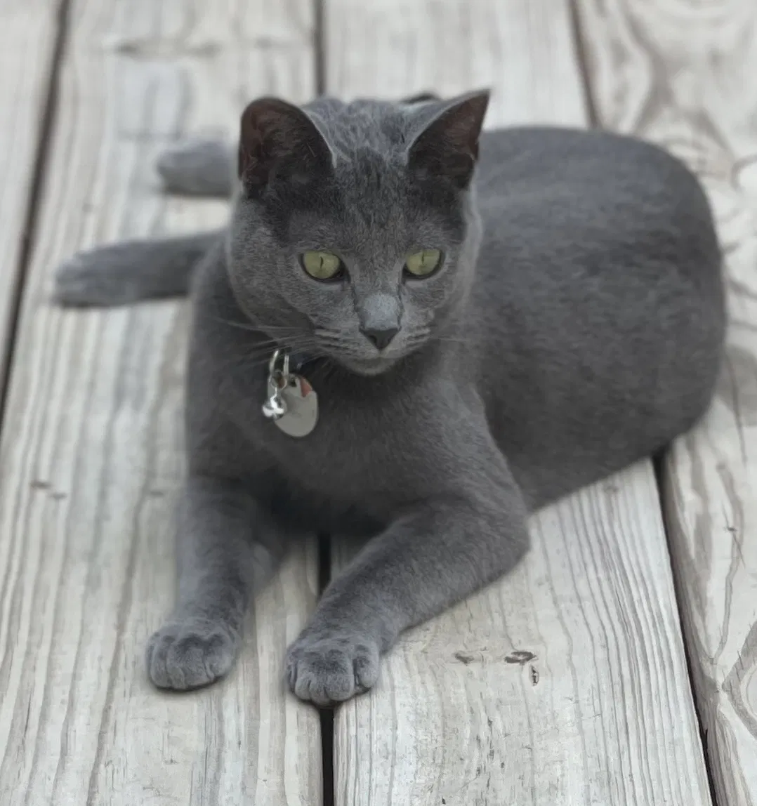 Lost cat in Harrison, TN, 37341