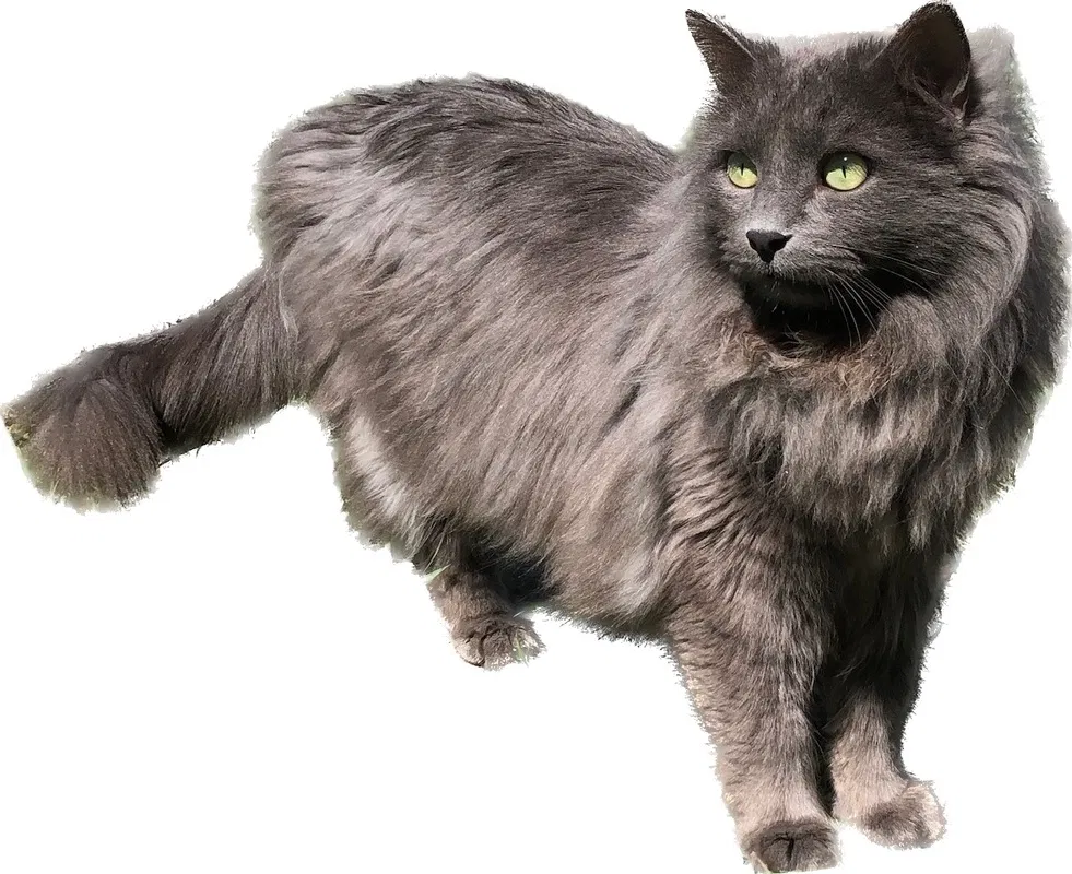 Lost cat in Wilmette, IL, 60091