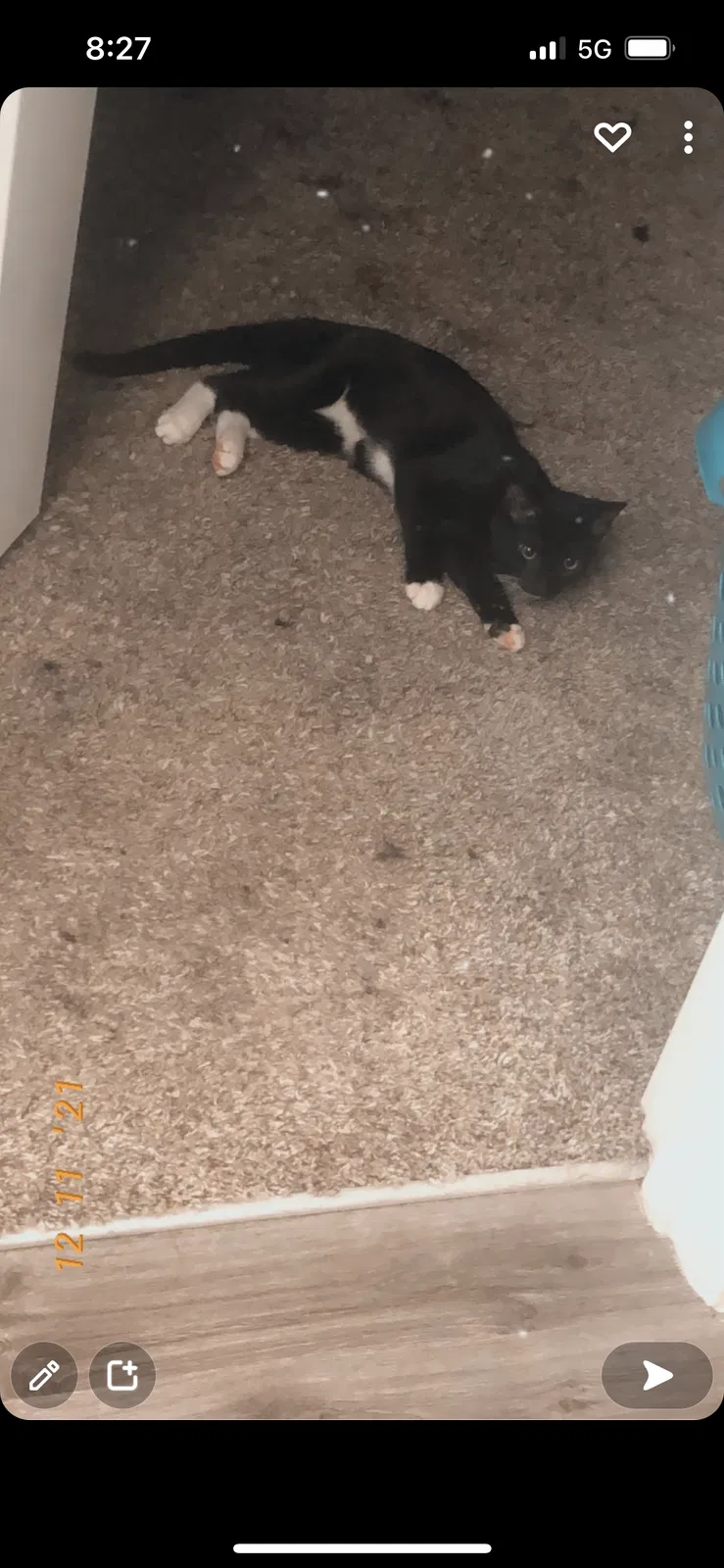 Lost cat in Pensacola, FL, 32526