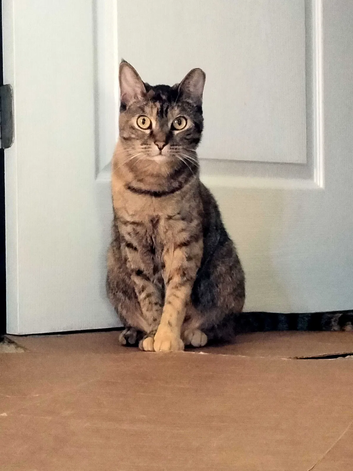 Lost cat in Stanton, CA, 90680
