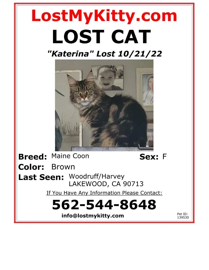 Lost cat in Lakewood, CA, 90713