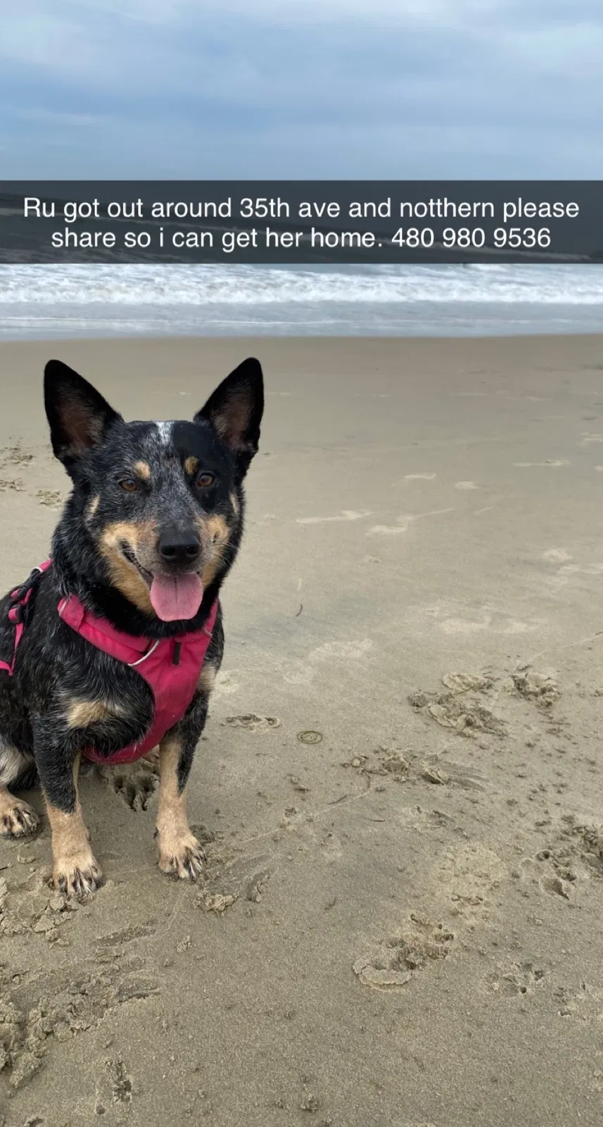 Lost dog in Phoenix, AZ, 85051