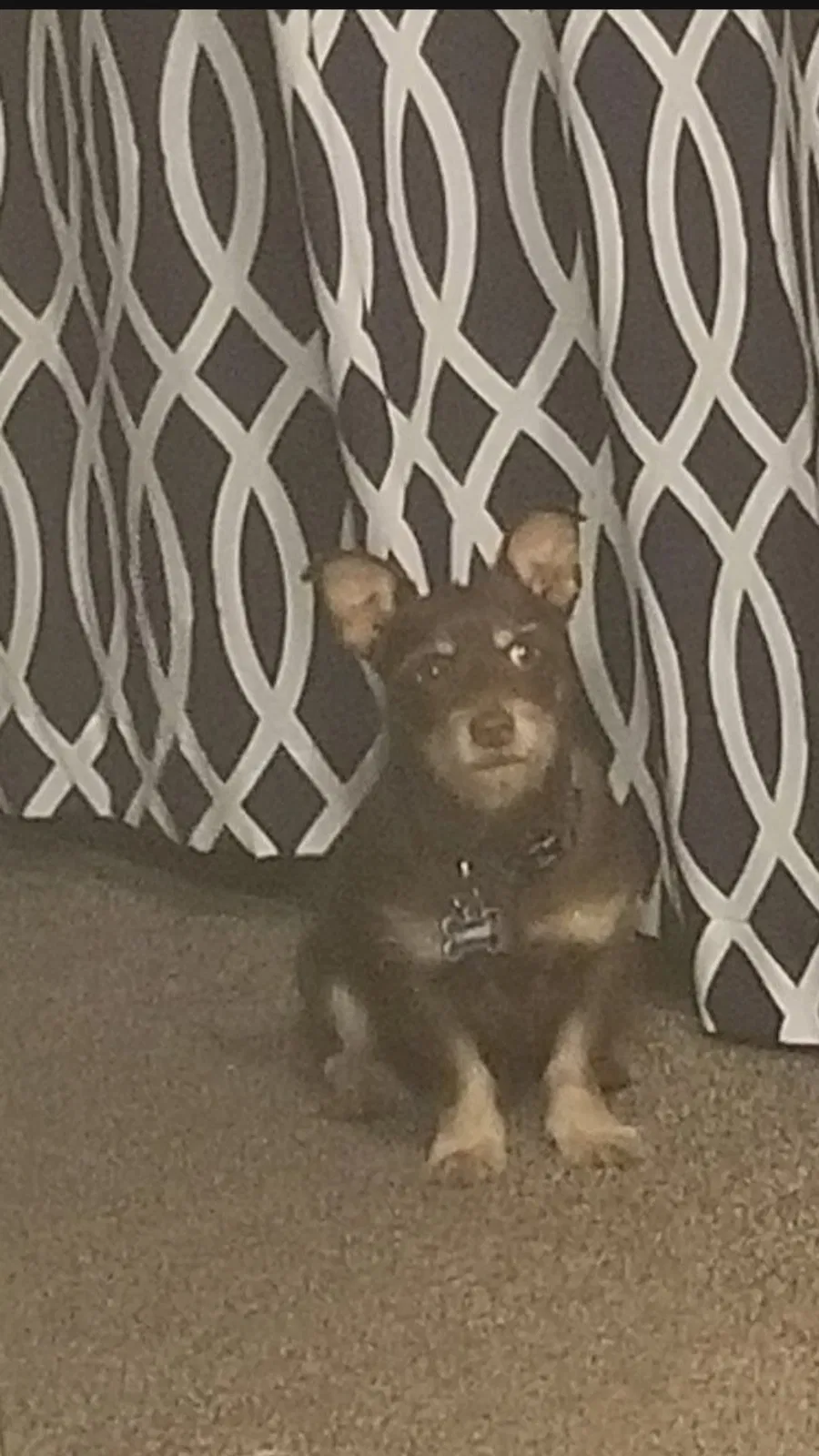 Lost dog in Lancaster, TX, 75146