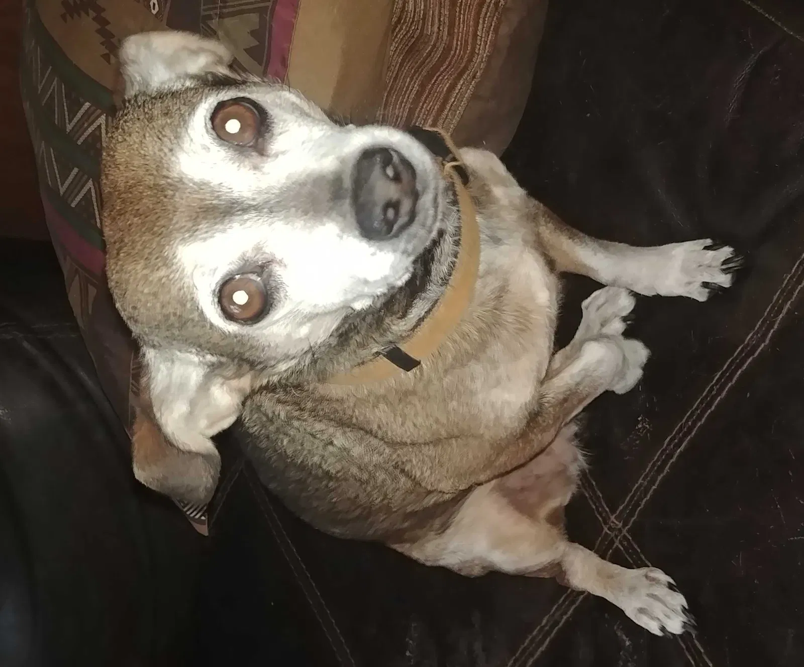 Lost dog in Mount Olive, MS, 39119