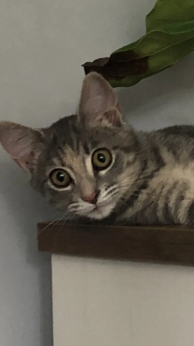 Lost cat in Knoxville, TN, 37921