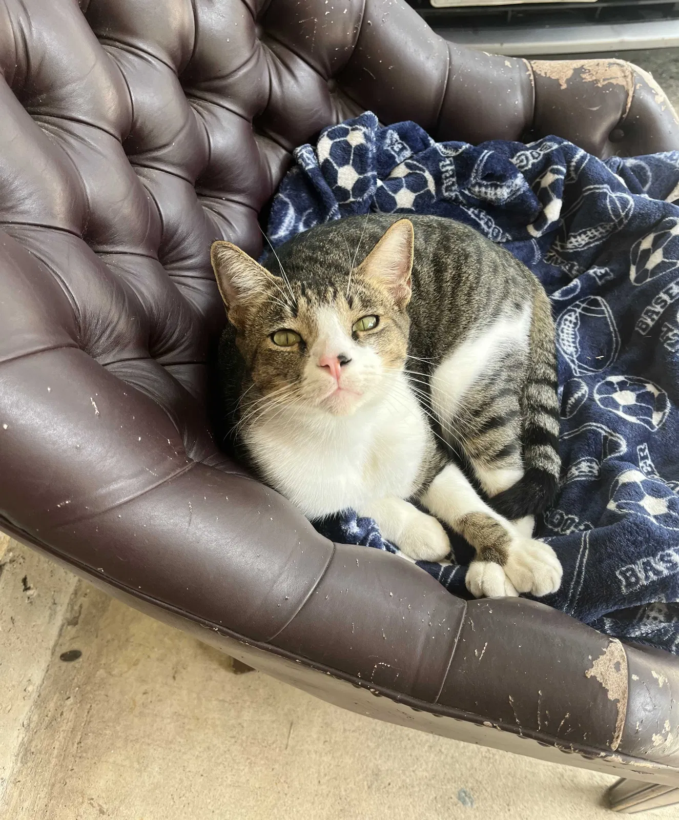 Lost cat in Houston, TX, 77044