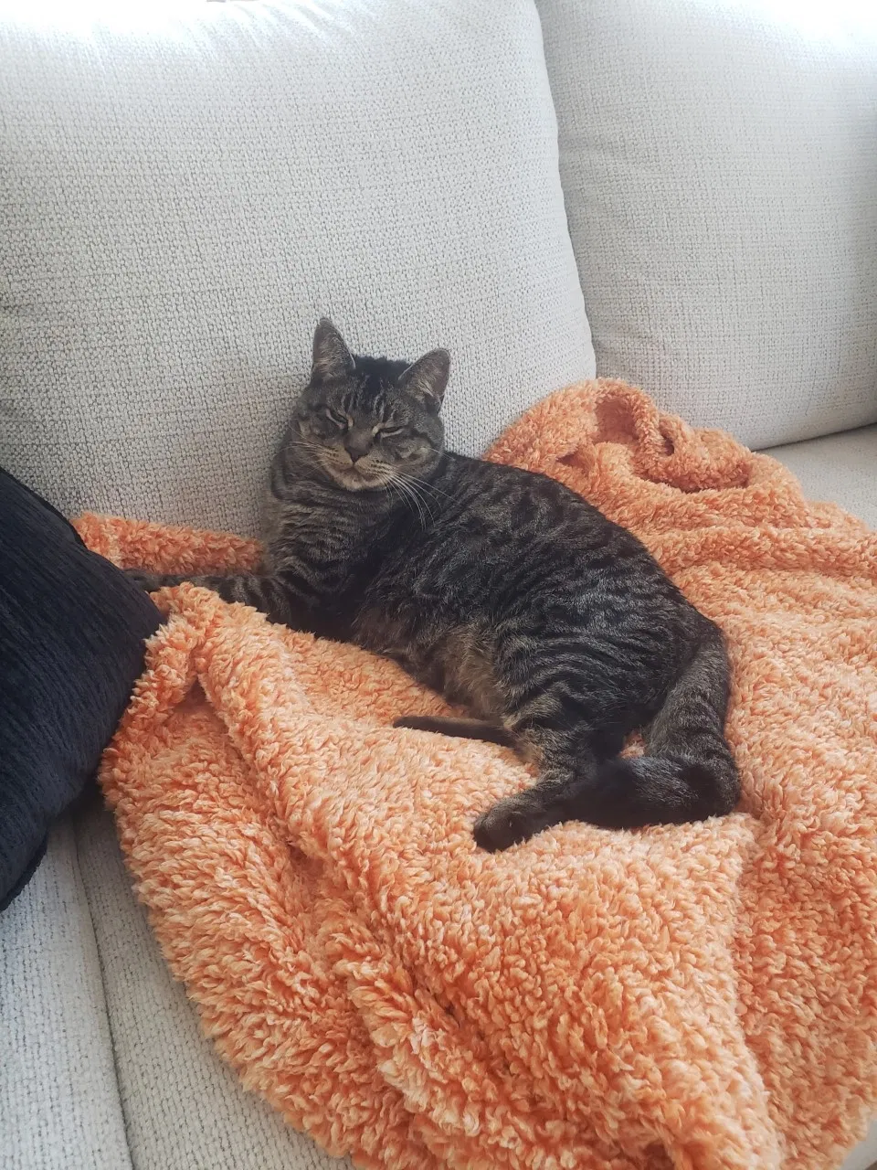Lost cat in Salem, OR, 97302