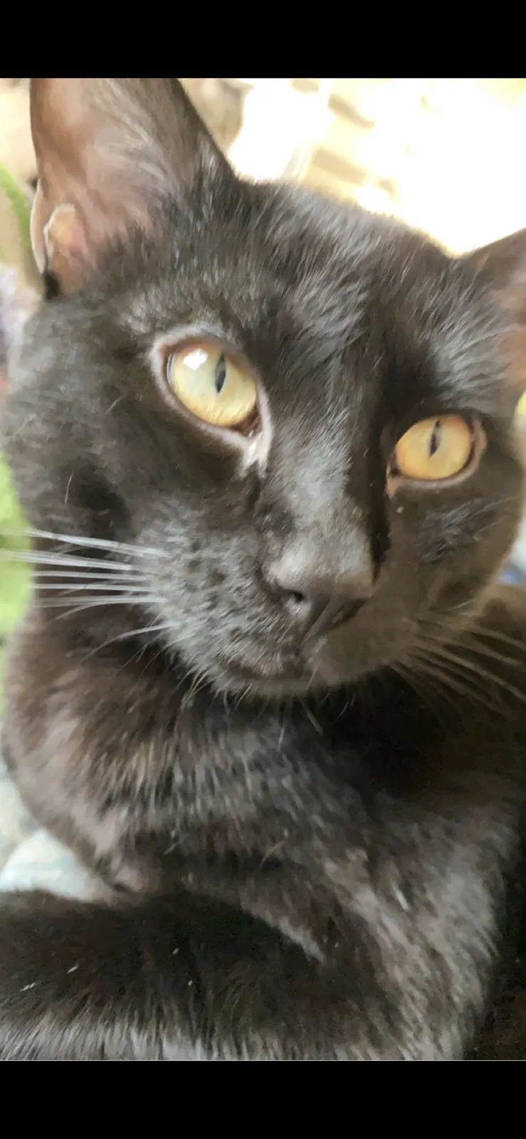 Lost cat in El Paso, TX, 79912
