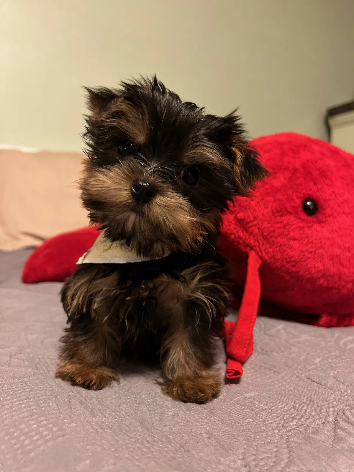 Lost dog in Lakeland, FL, 33813