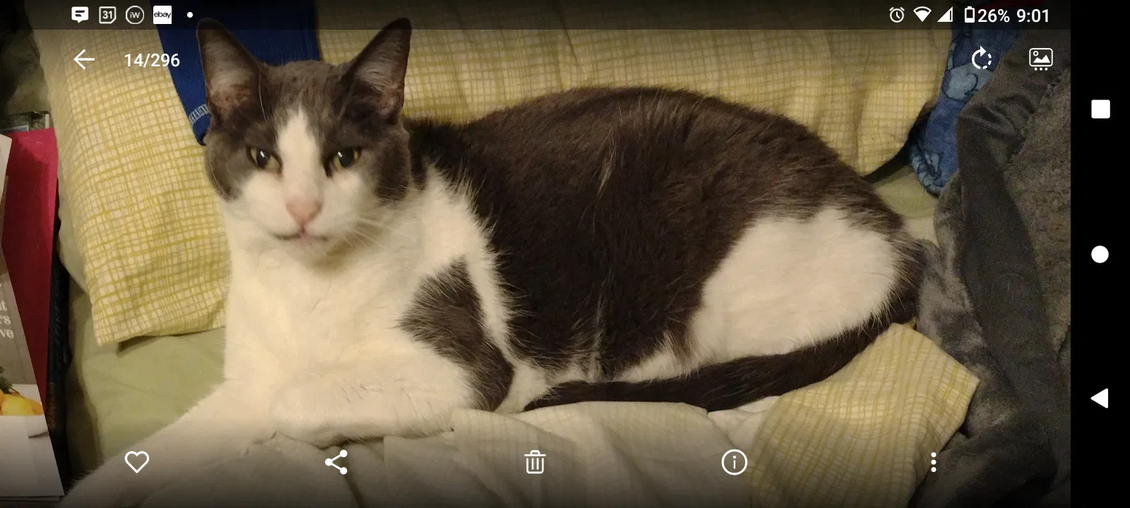 Lost cat in Palos Heights, IL, 60463