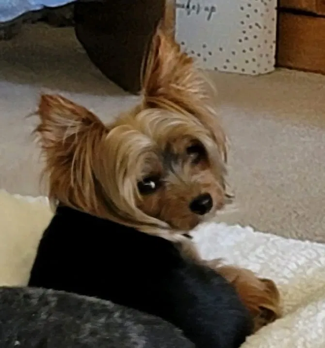 Lost dog in Fort Rock, OR, 97735