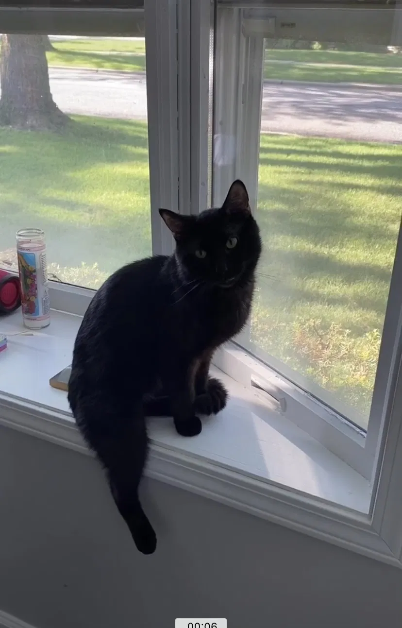 Lost cat in La Grange, IL, 60525