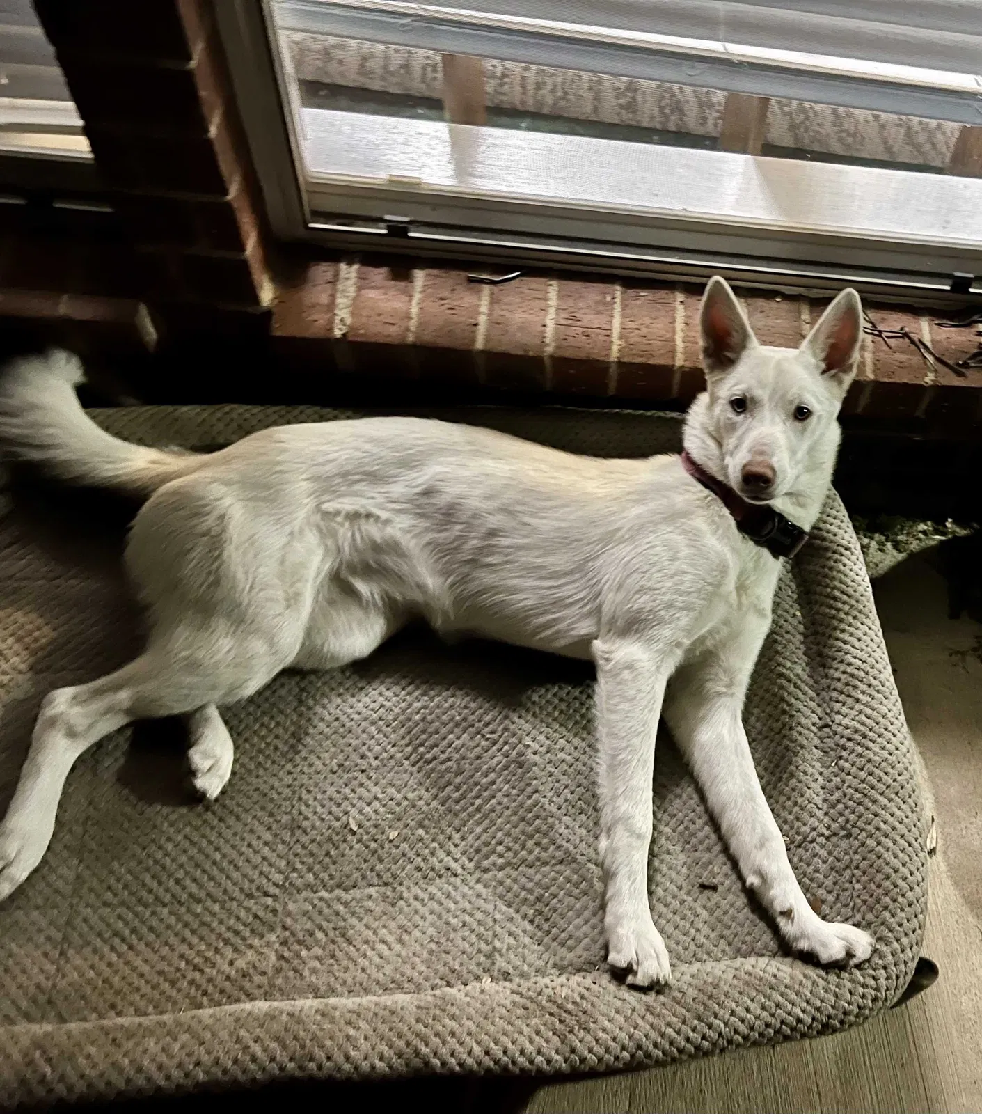 Lost dog in Mansfield, TX, 76063