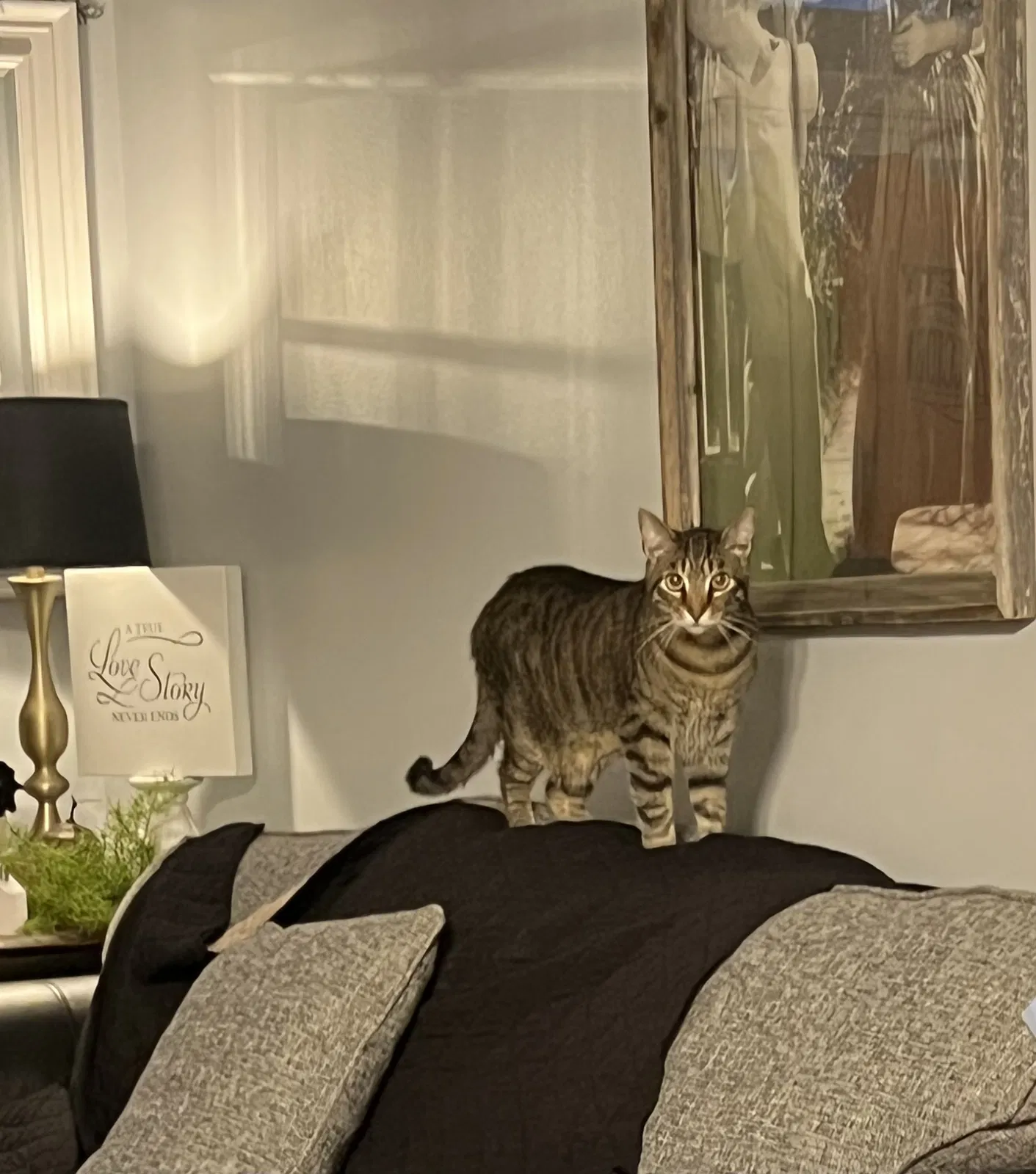 Lost cat in Kansas City, MO, 64157