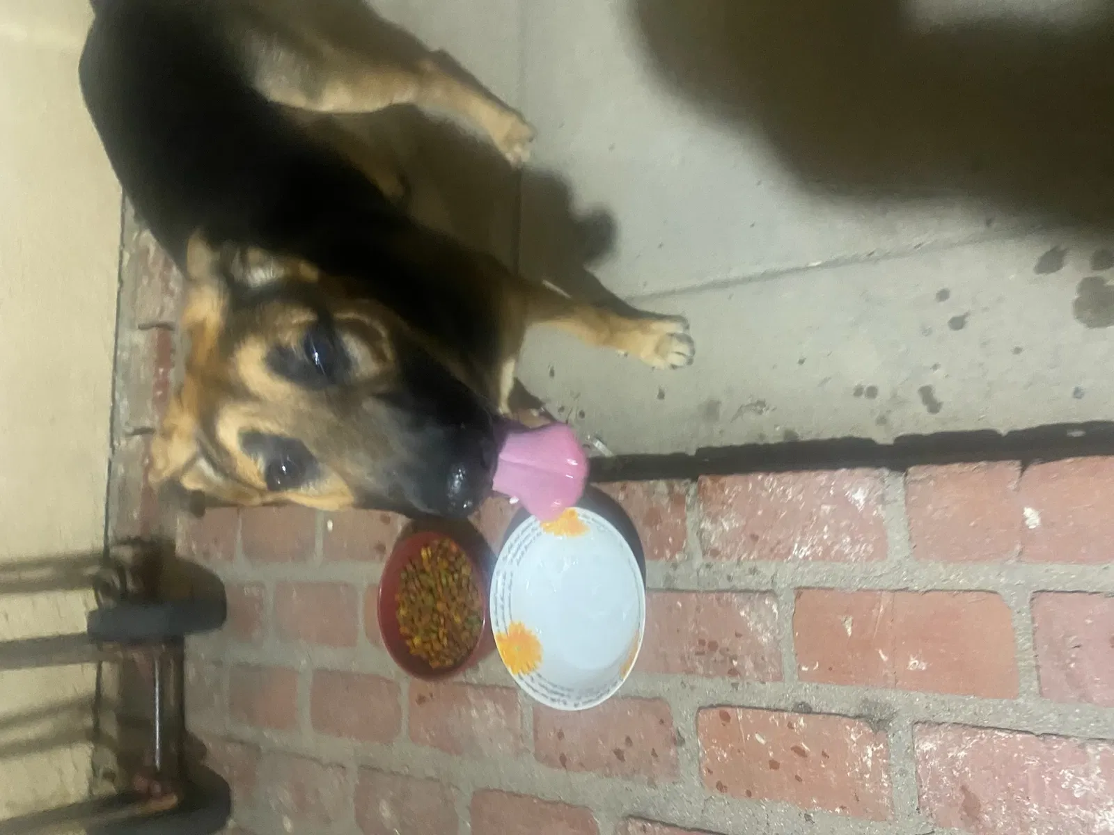 Lost dog in Lancaster, CA, 93534