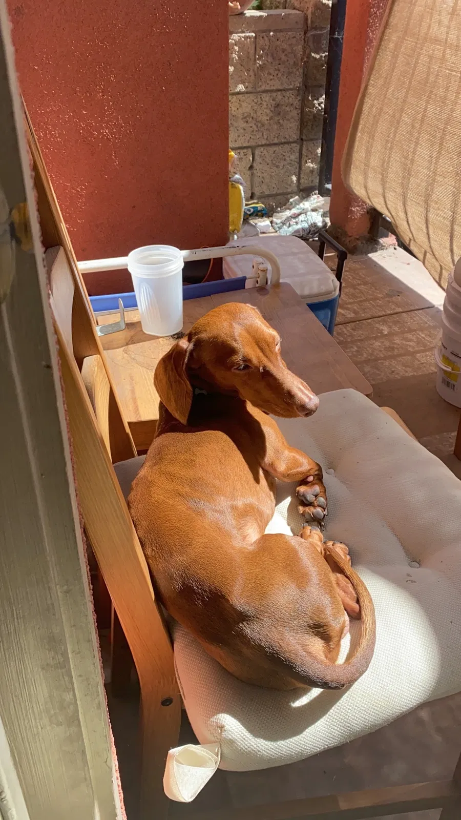 Lost dog in San Diego, CA, 92113