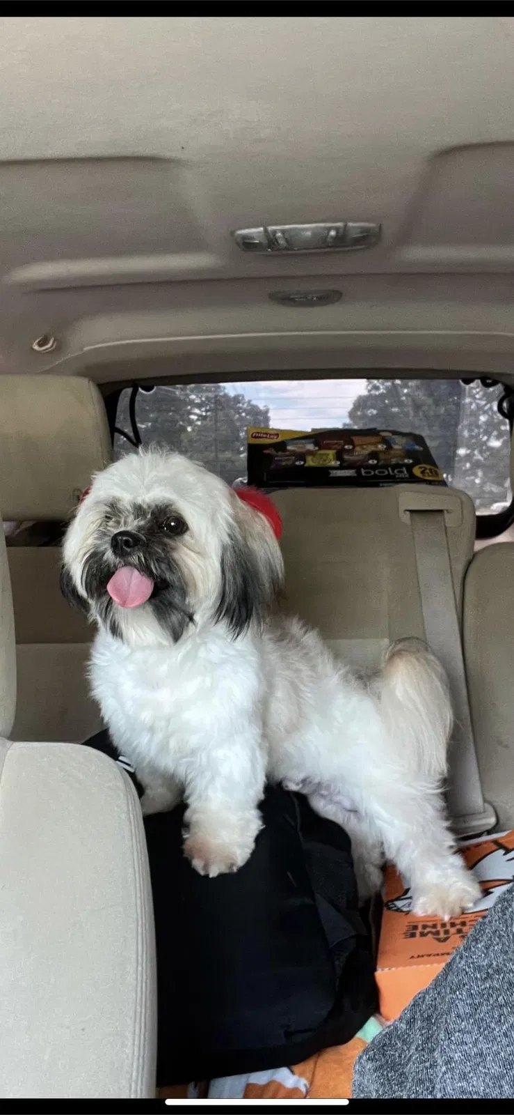 Lost dog in West Columbia, SC, 29170