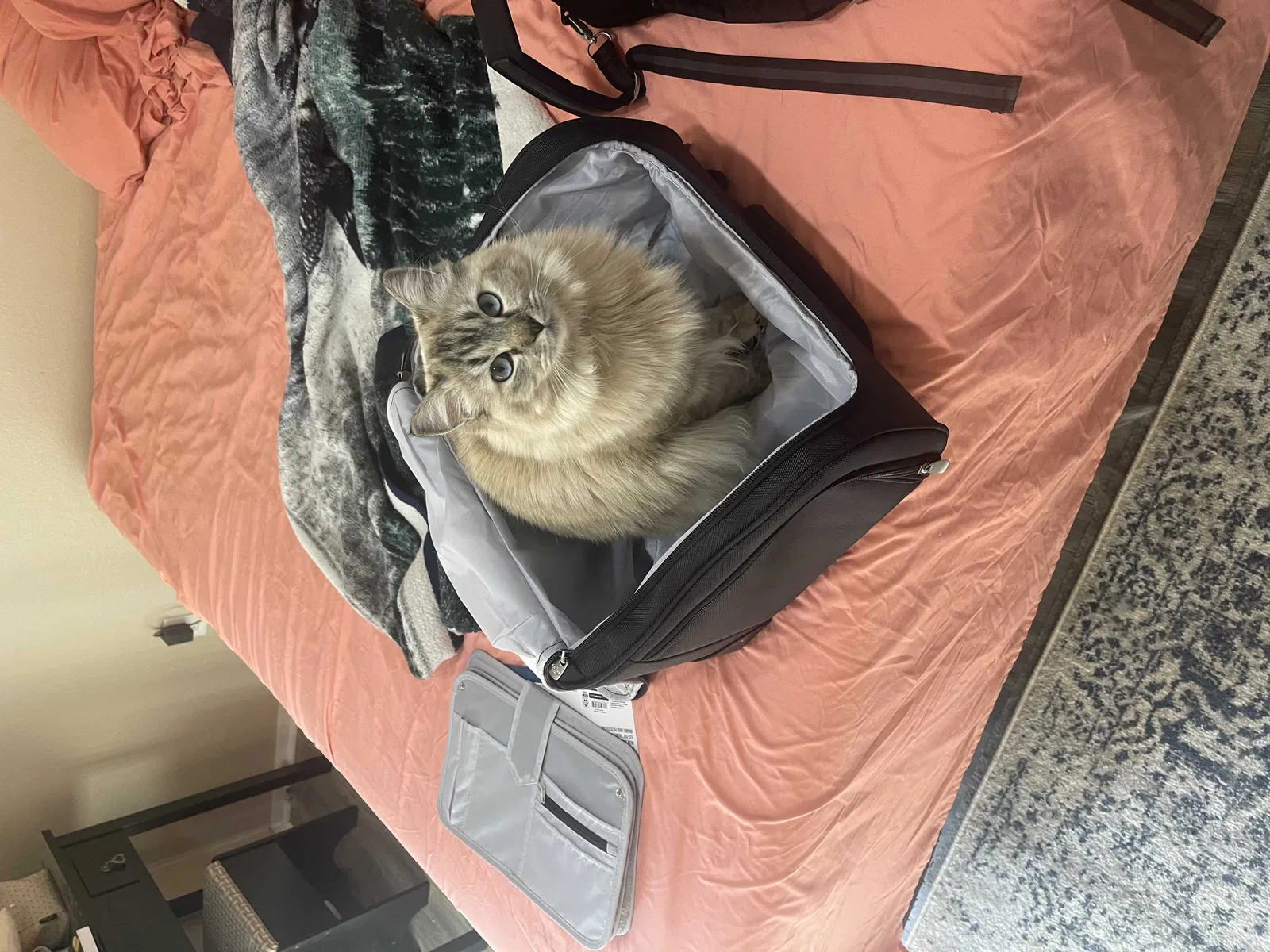 Lost cat in Reno, NV, 89506