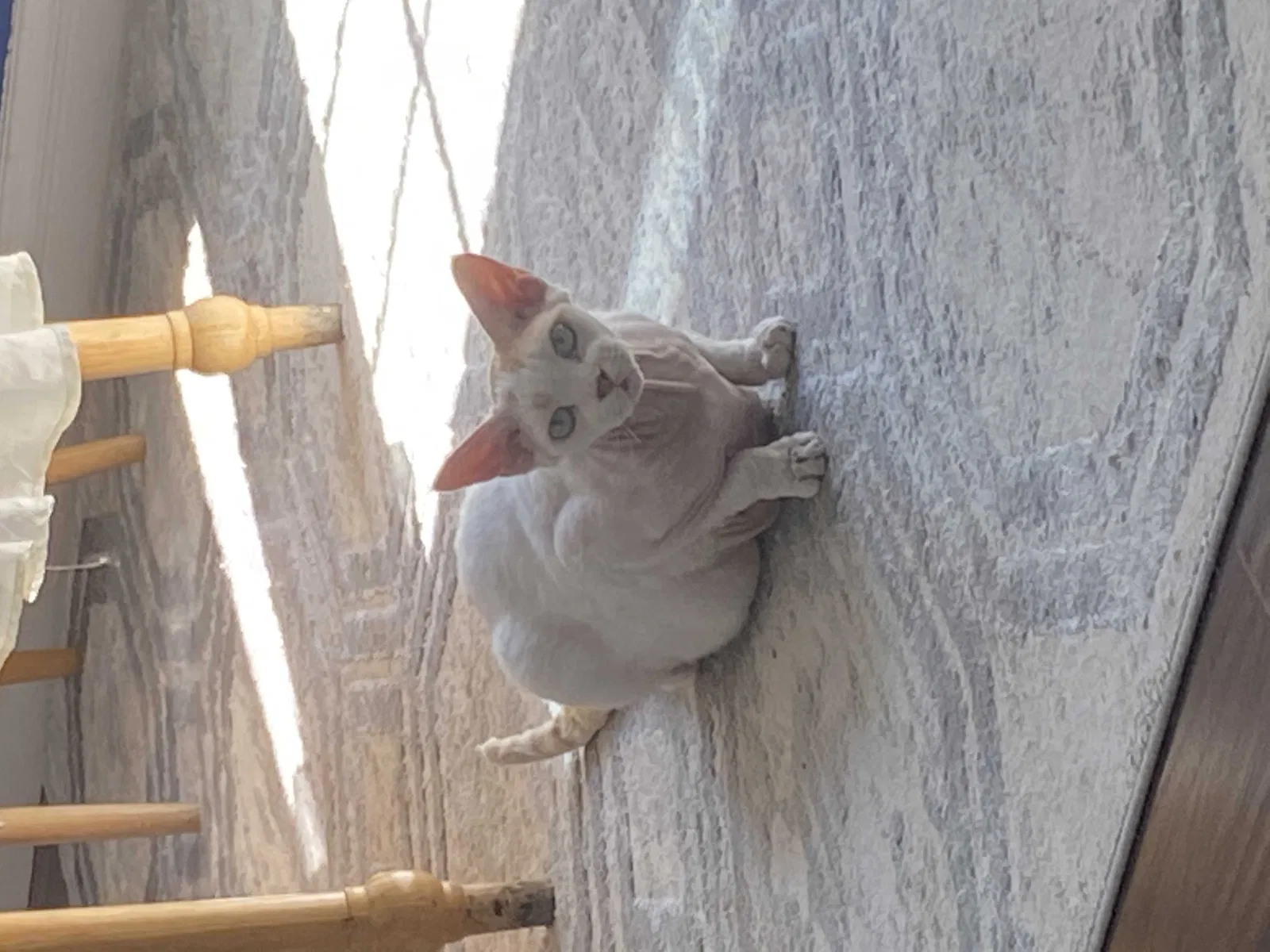 Lost cat in San Diego, CA, 92127