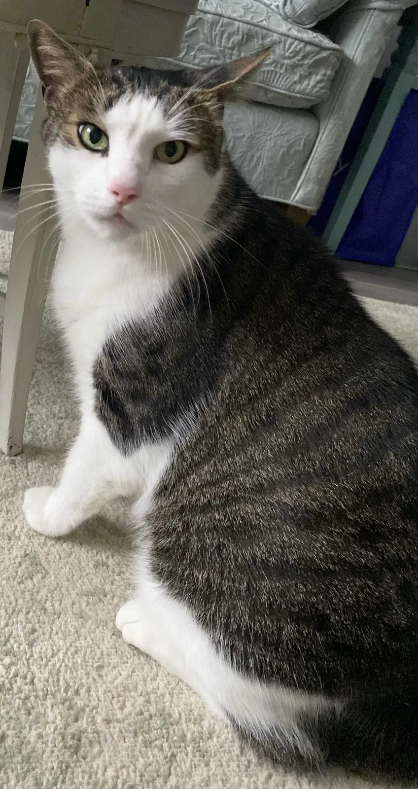 Lost cat in Ladys Island, SC, 29907