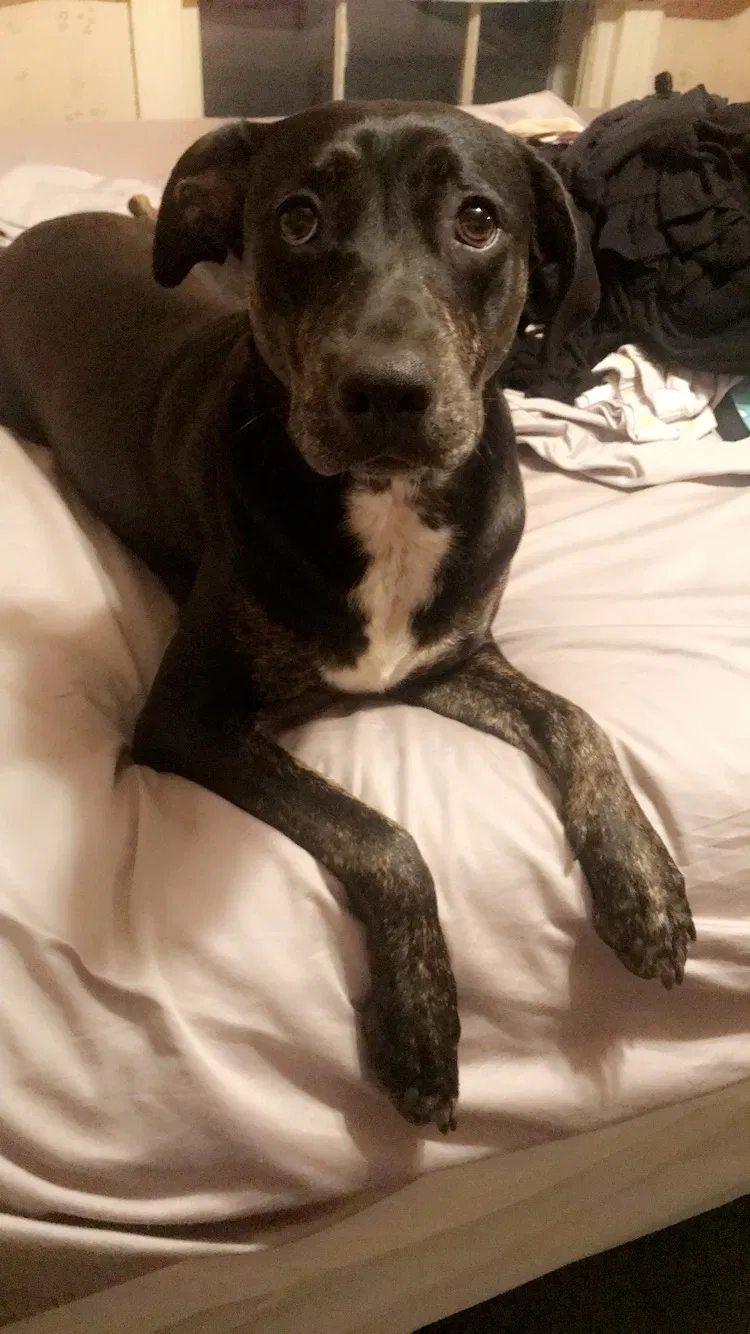 Lost dog in Fort Worth, TX, 76112