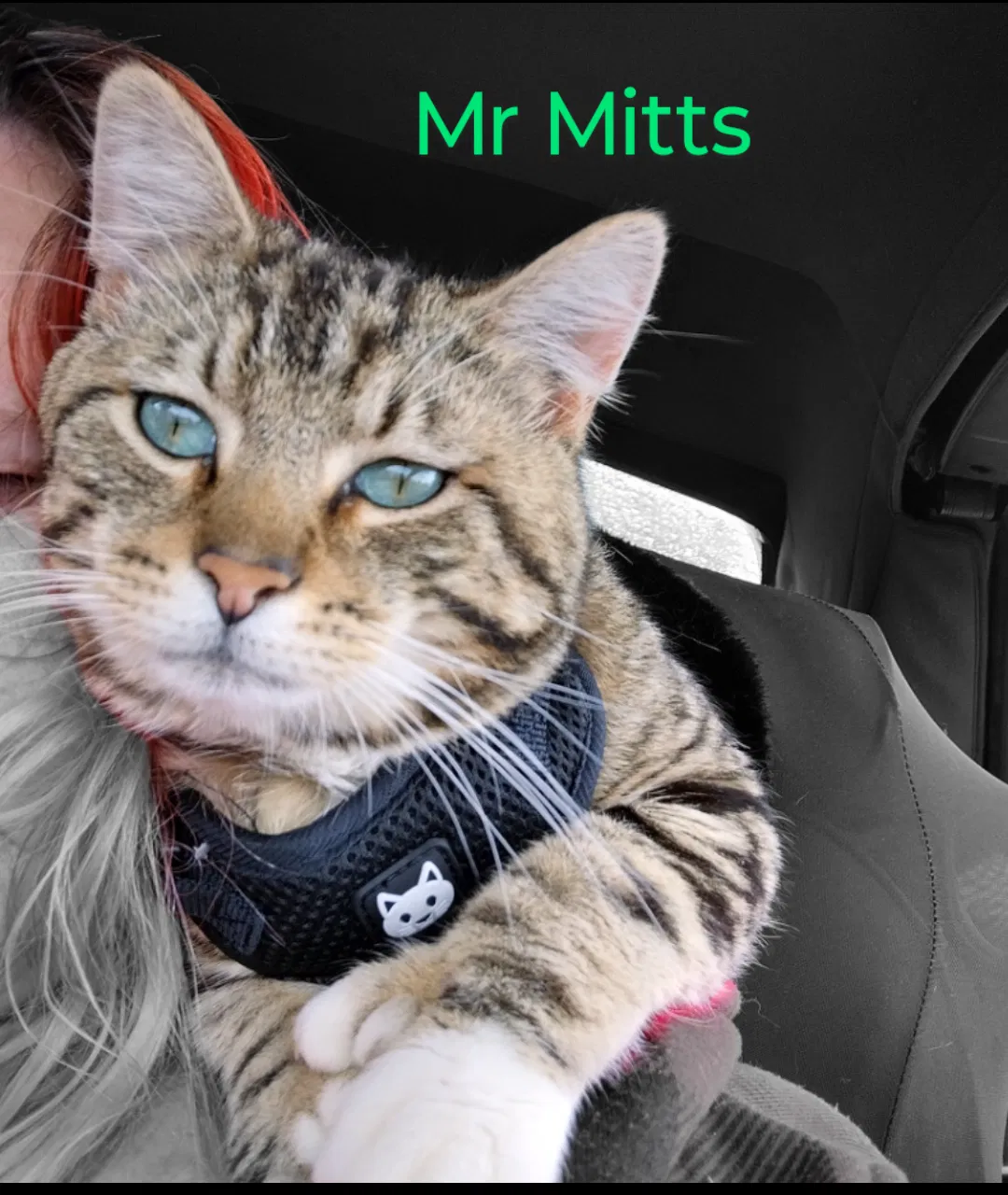Lost cat in Creswell, OR, 97426