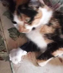 Lost cat in Myerstown, PA, 17067