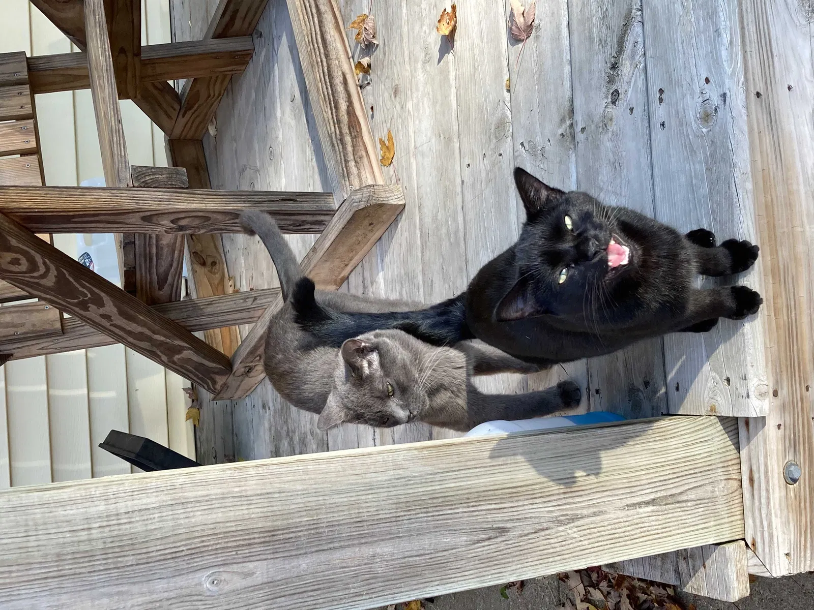 Found cat in Portage, MI, 49024