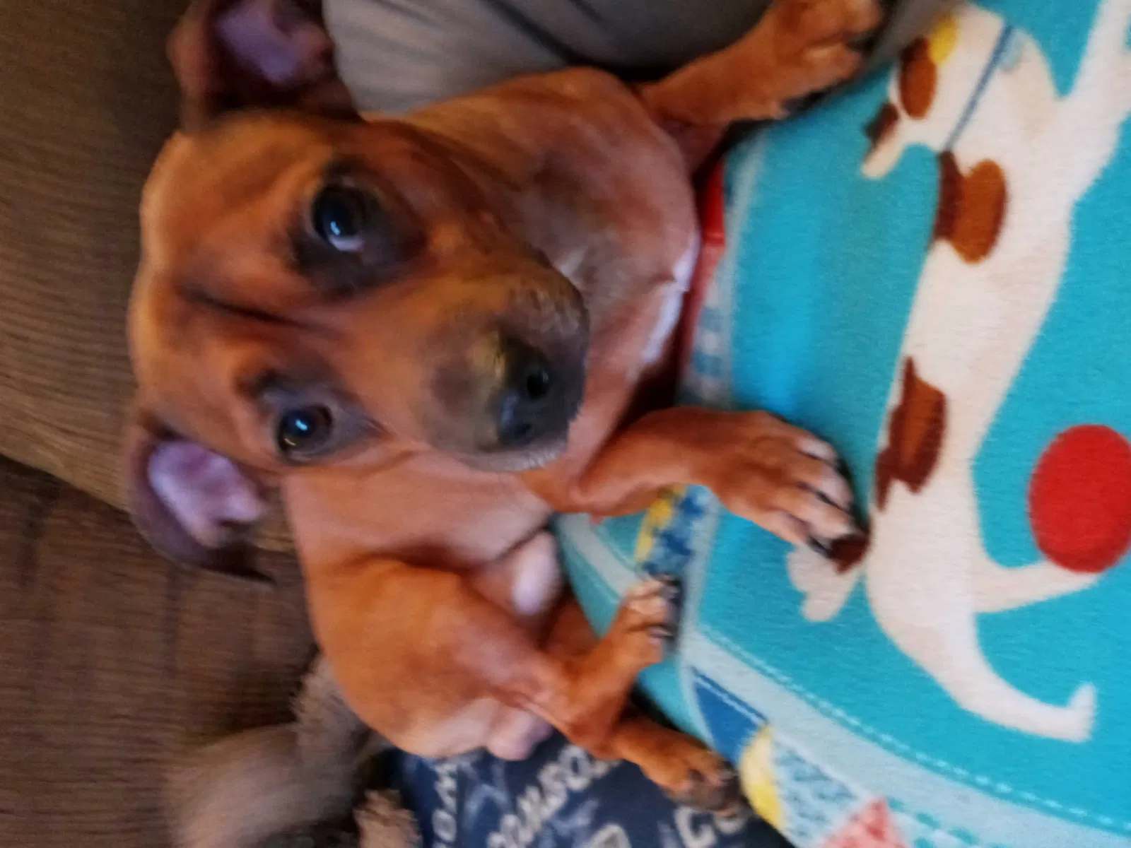 Lost dog in The Colony, TX, 75056
