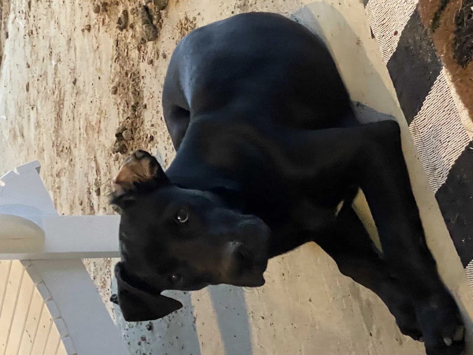 Found dog in Dayton, TX, 77535