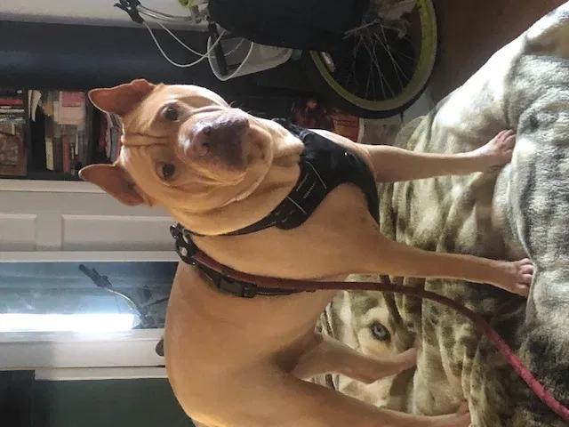 Lost dog in Rowland Heights, CA, 91748