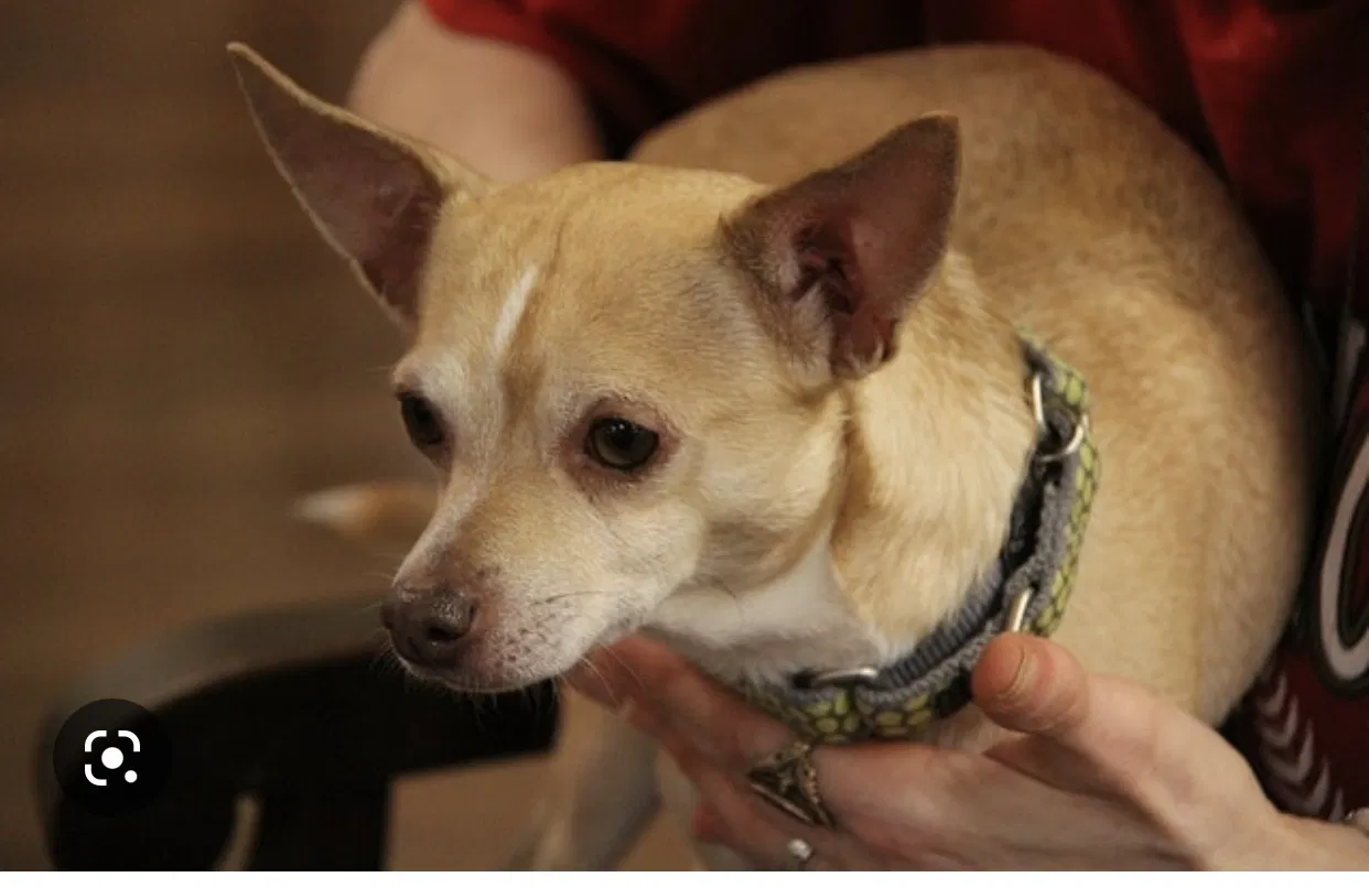 Lost dog in Orangevale, CA, 95662