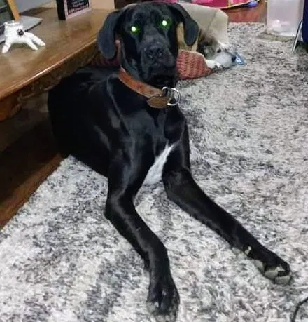 Lost dog in Faucett, MO, 64448