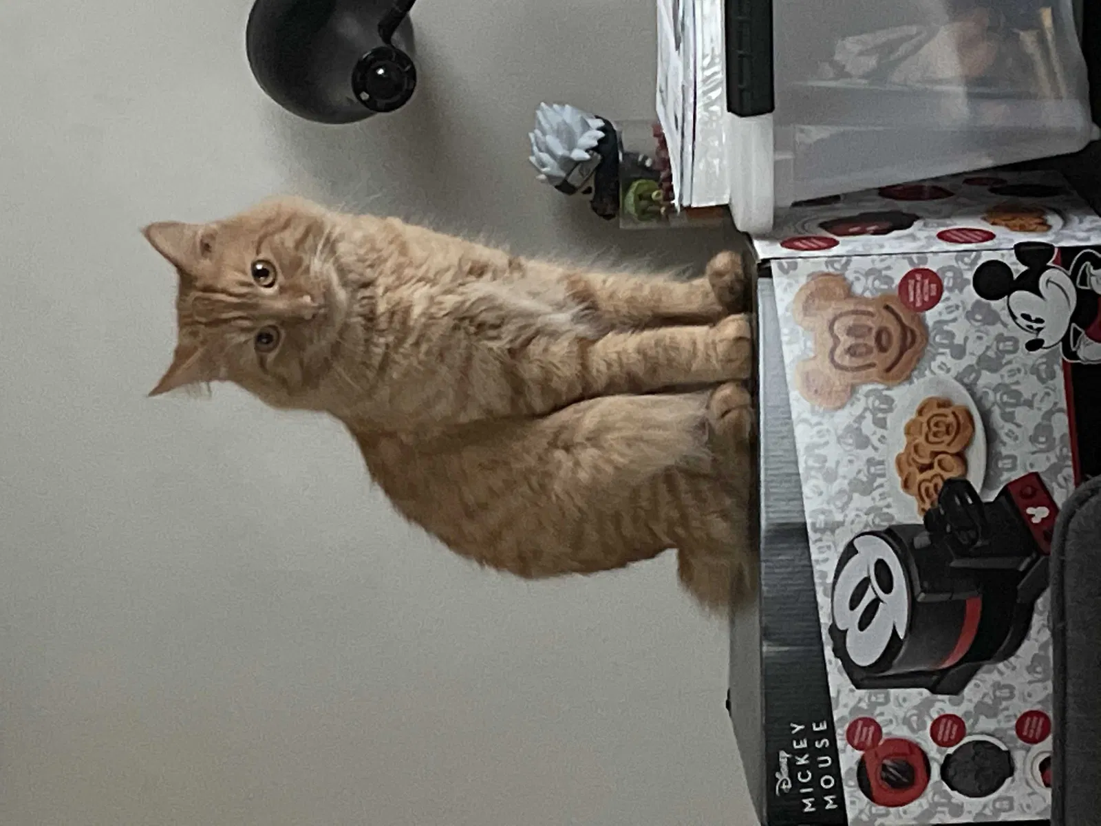 Lost cat in Des Moines, IA, 50310