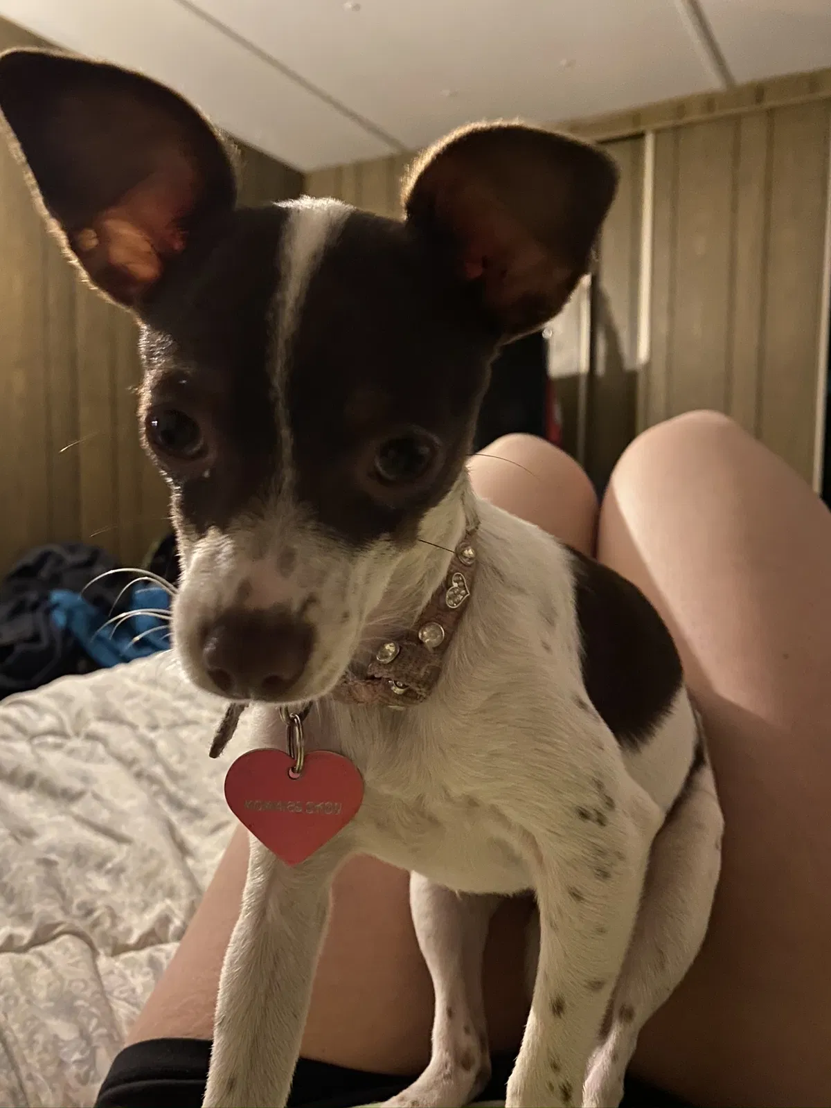 Lost dog in Grants Pass, OR, 97526