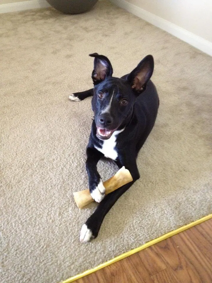 Lost dog in Mooresville, NC, 28115