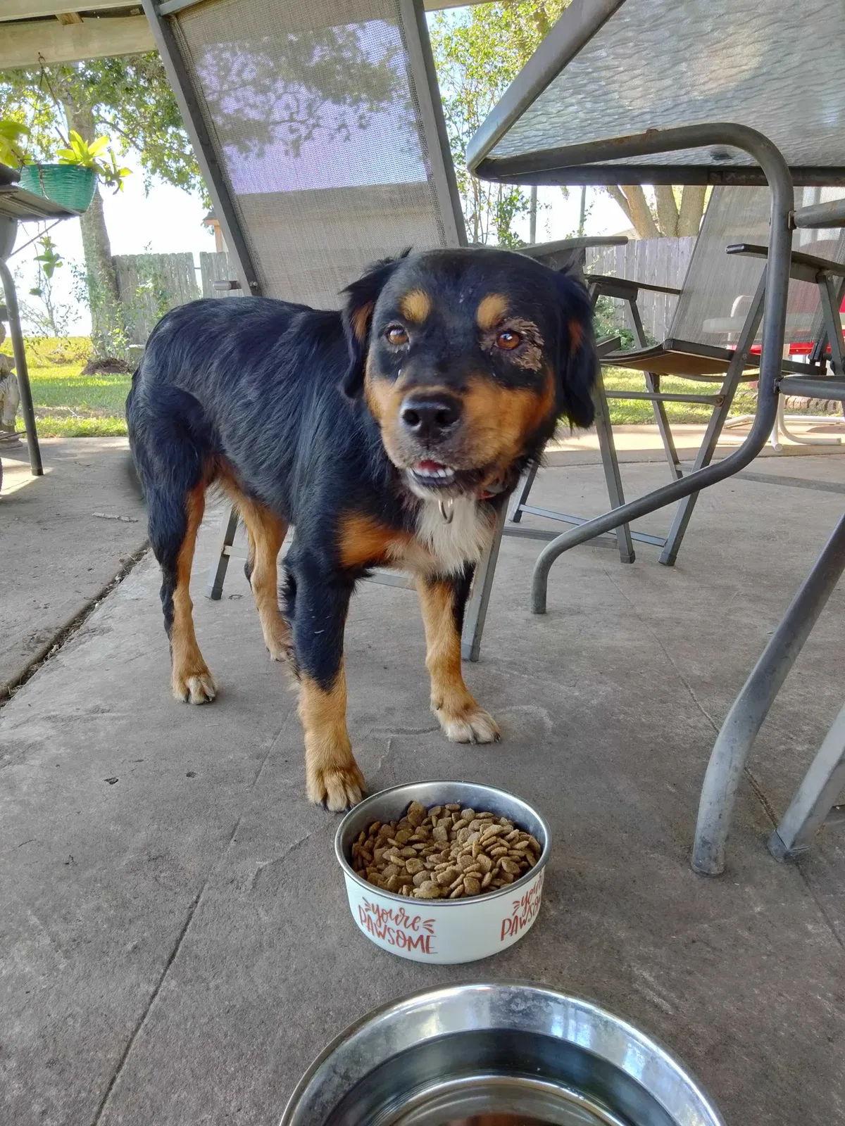 Found dog in Richmond, TX, 77406