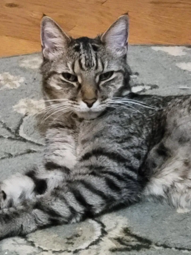 Lost cat in Morrisville, PA, 19067