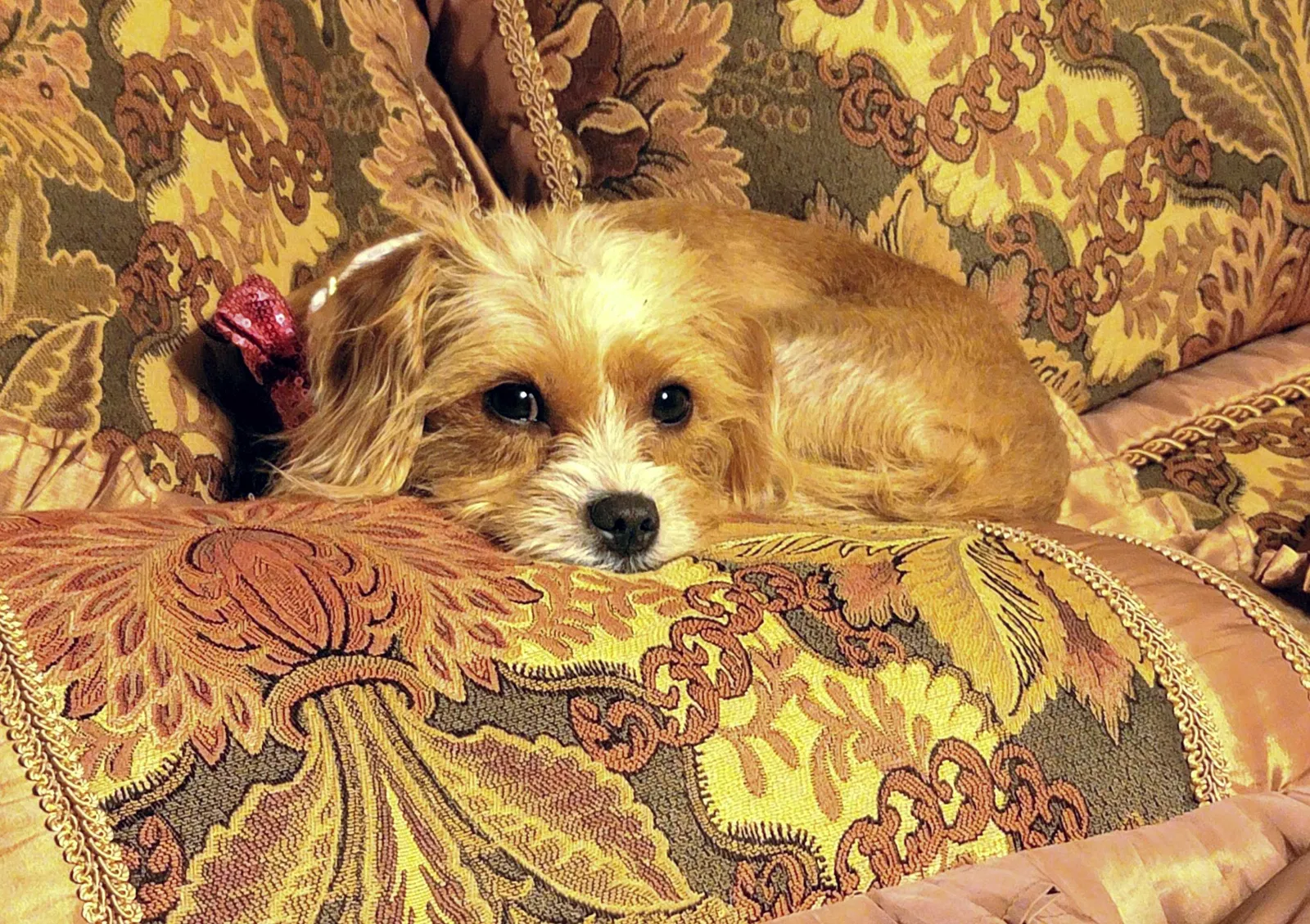 Lost dog in Phoenix, AZ, 85032
