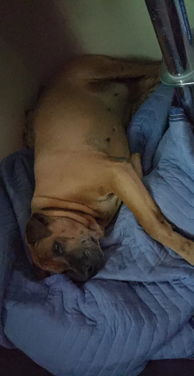 Lost dog in Denver, CO, 80239