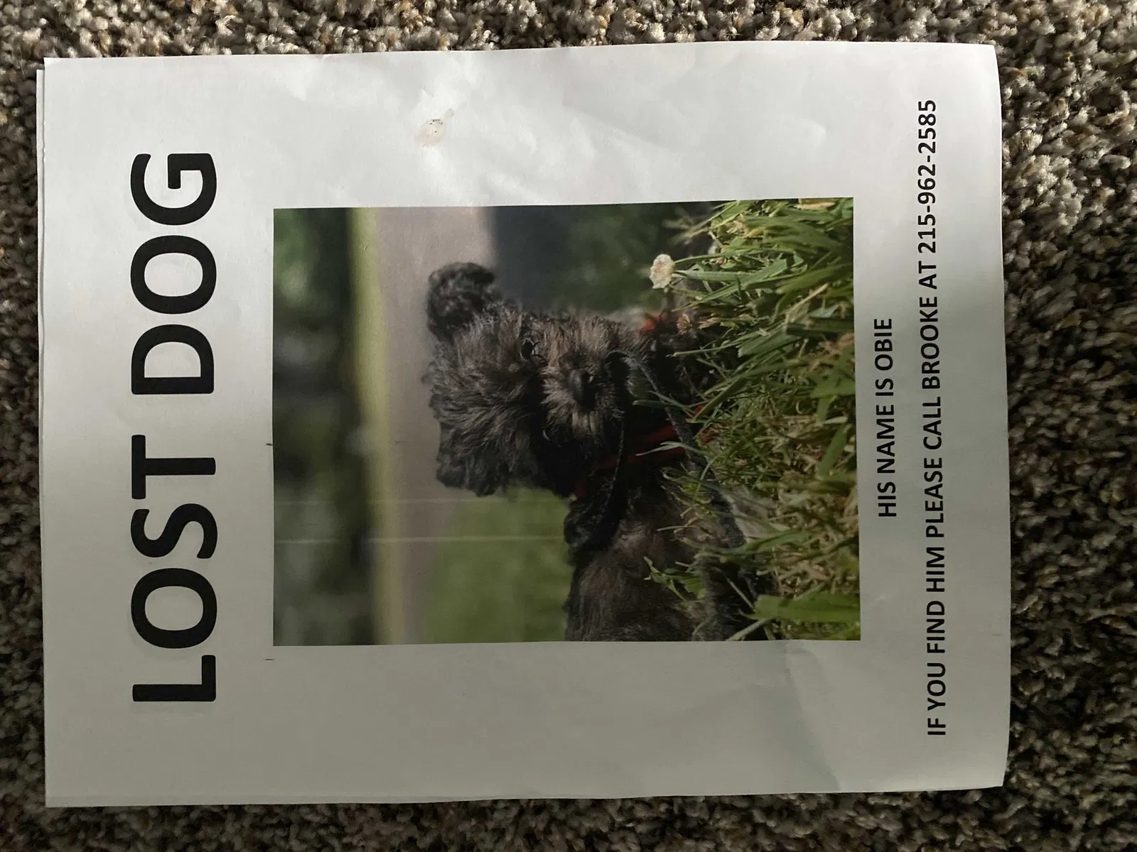 Lost dog in Blackwood, NJ, 8012