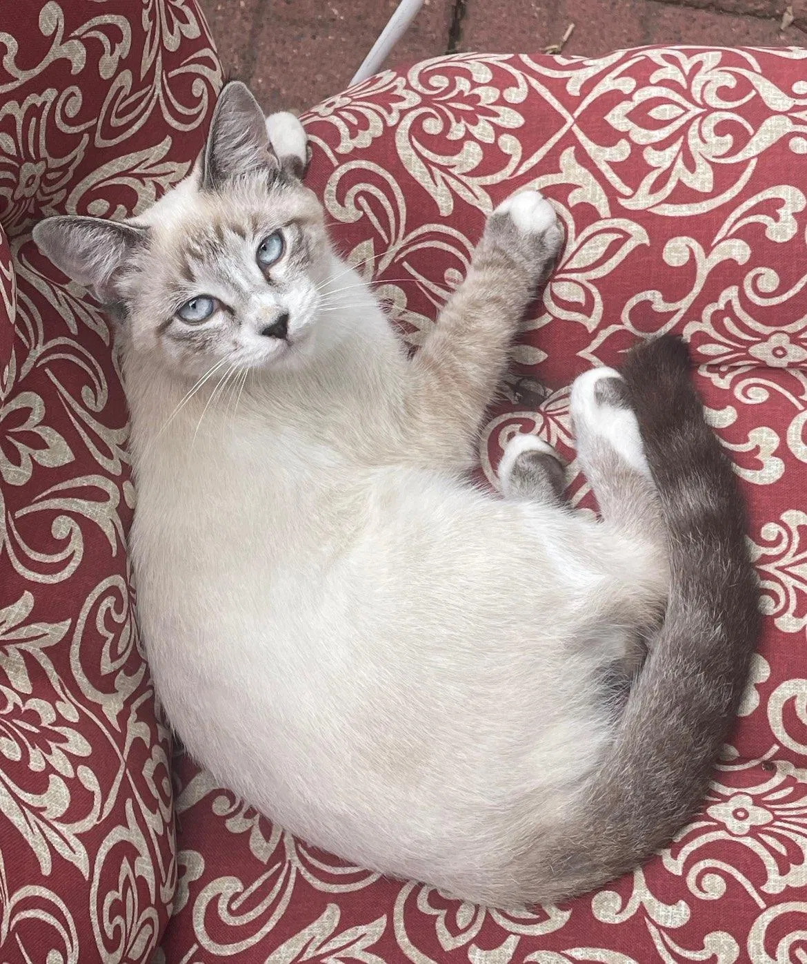Lost cat in Saint Paul, MN, 55107